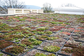 Rouss Hall green roof