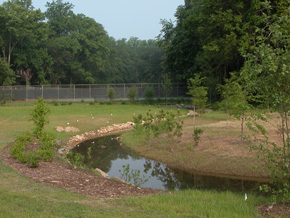 A stream restored by daylighting